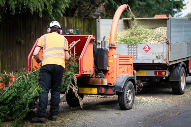 Leaf Removal in Lake Of The Pines, CA