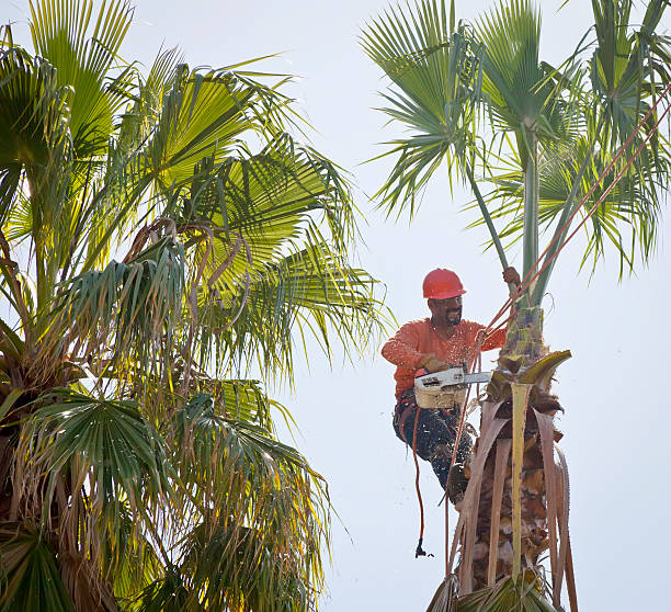 Trusted Lake Of The Pines, CA Tree Care Services Experts